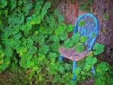 Chair In Ivy_DSCF02111art